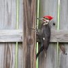 Woodpecker Siding Repair Calgary
