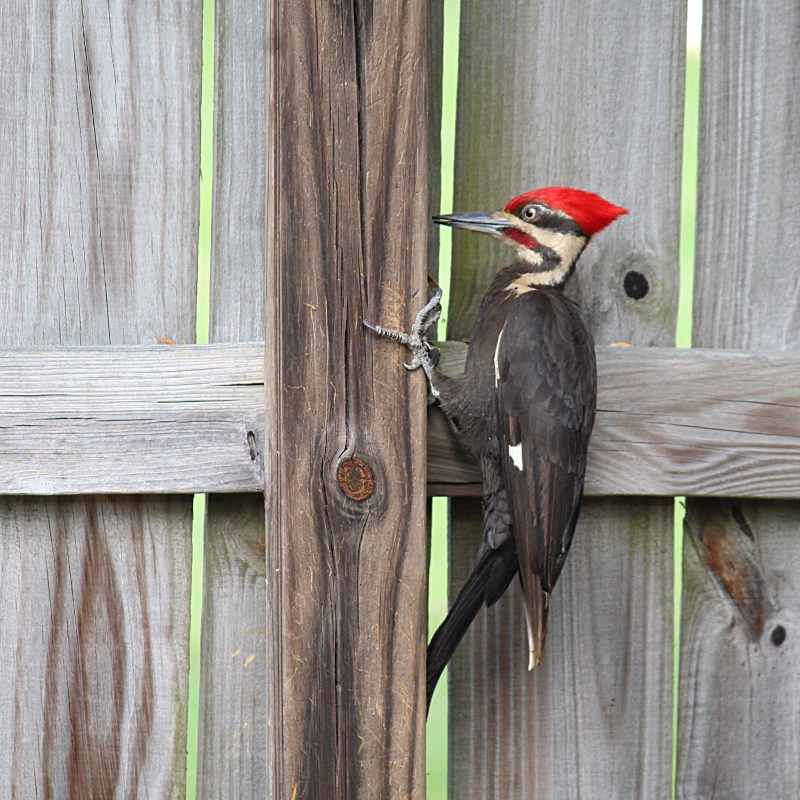 Woodpecker Siding Repair Calgary