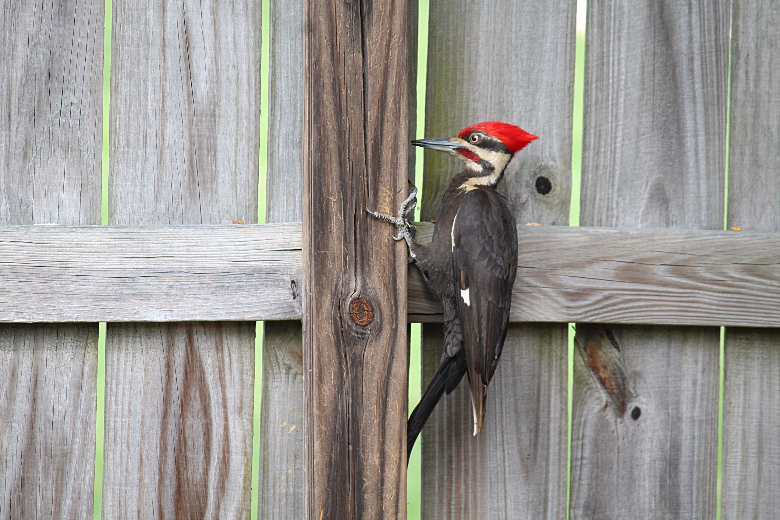 Woodpecker Siding Repair Calgary